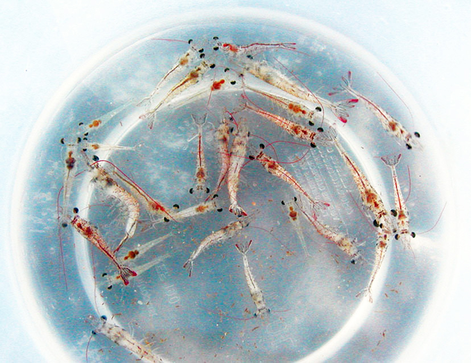 Article image for Lab challenge for selection of IMNV-resistant white shrimp