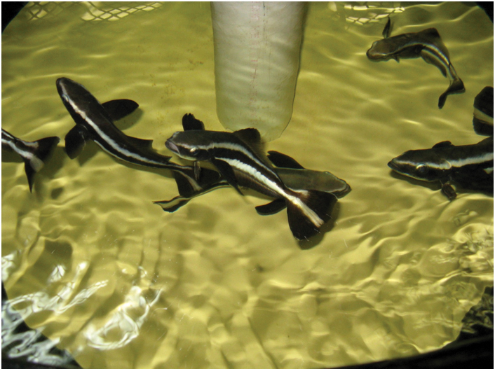 Article image for Soybean oil spares fish oil, increases sustainability of cobia feeds