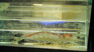 Colombian shrimp research associates TSV, NHP selection, resistance