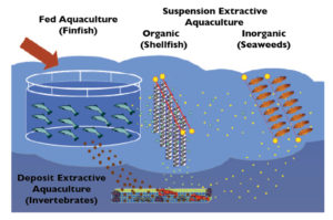 Integrated multi-trophic aquaculture, part 1