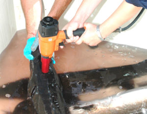 Established animal welfare protocols include methods of humane slaughter that quickly kill fish.