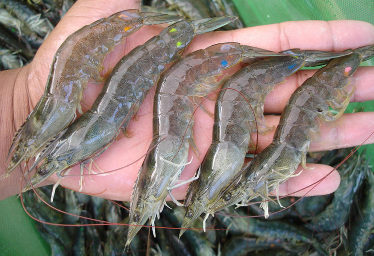 Article image for Within-family selection enhances shrimp growth
