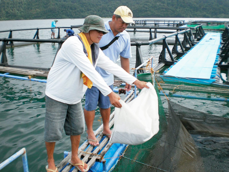 Article image for Low-volume, high-density culture system effective with pompano in Philippines
