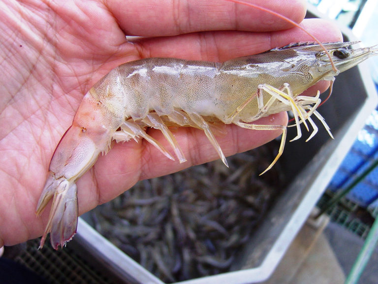 Article image for Brazil study: Beta-glucans improve survival of IMNV-infected white shrimp