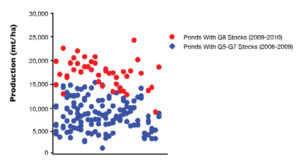 Farmed pond yields of domesticated, selectively bred shrimp at Gold Coast Marine Aquaculture
