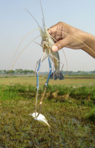 Bangladesh study examines potential for prawn cage farming
