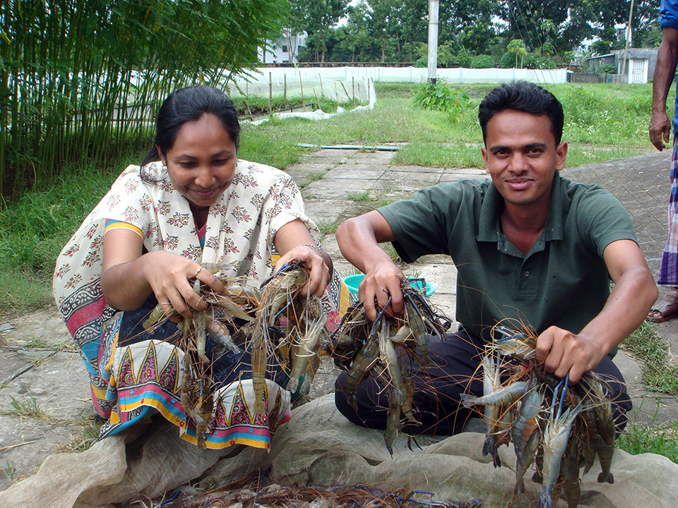 Article image for C:N-controlled, periphyton system boosts production in stagnant ponds