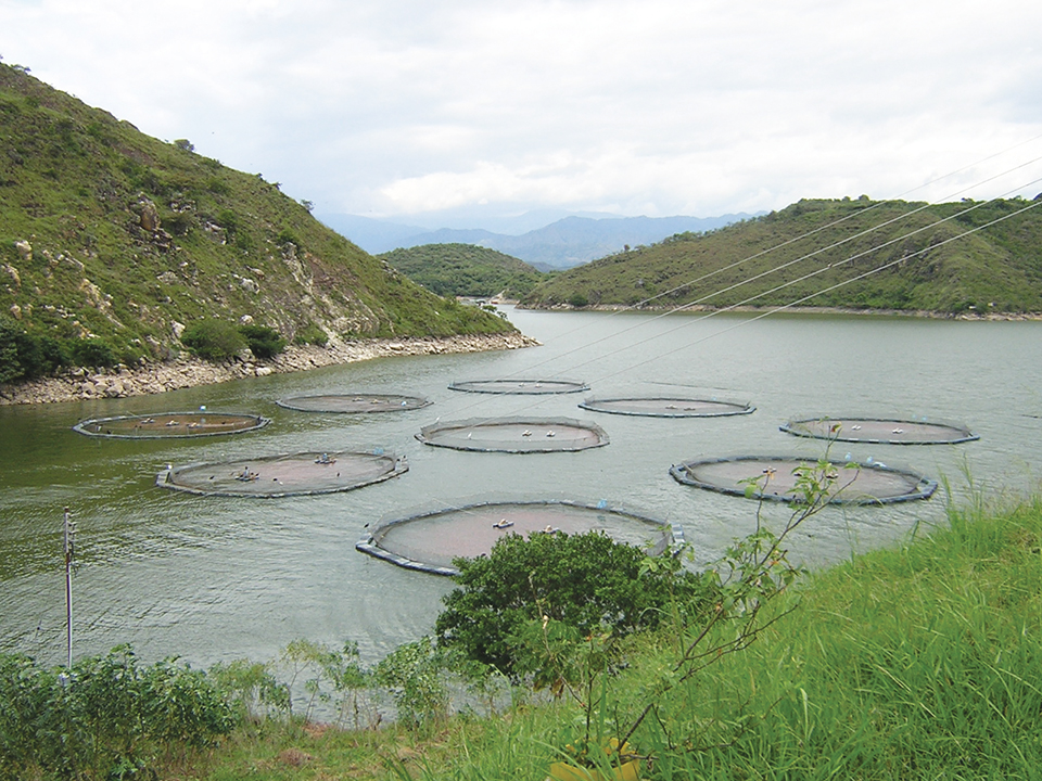 Article image for Cage design, placement affect water quality