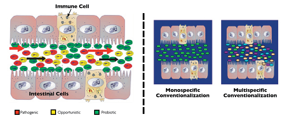 Article image for Domestication of gut microbiota can improve shrimp aquaculture