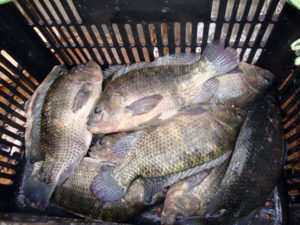 tilapia