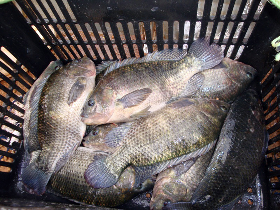 Article image for Brazilian researchers examine amino acids in Nile tilapia diets