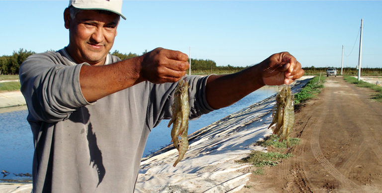 Article image for Shrimp study uses low-salinity groundwater in Sonora, Mexico