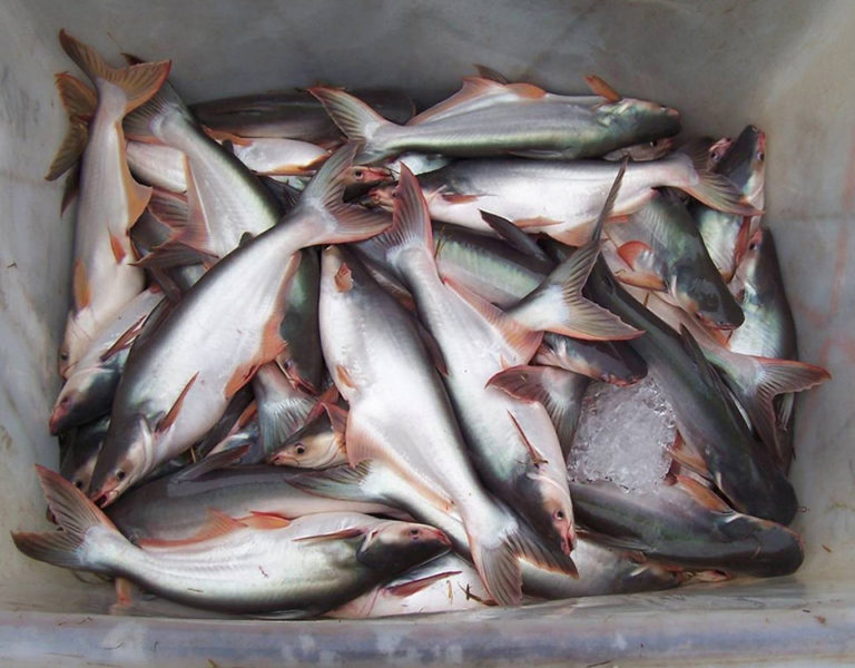 Article image for Industry expansion continues for pangasius