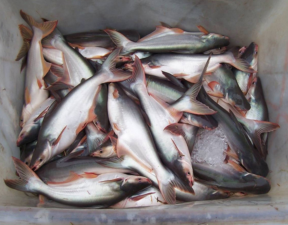 Article image for Pangasius for western aquaculture