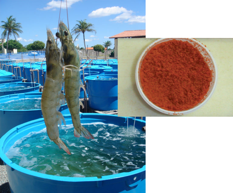 Article image for Krill meal use reduces other costly ingredients in shrimp study diets