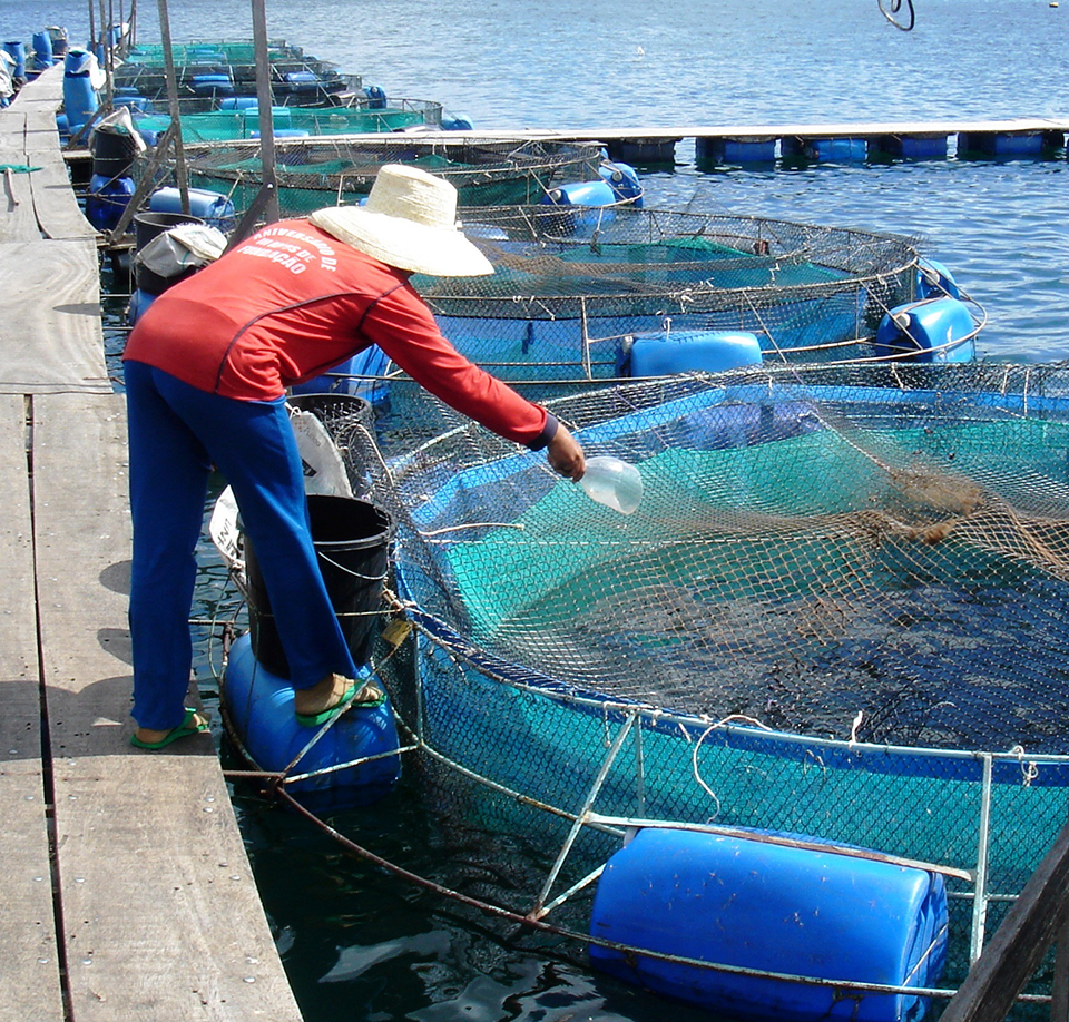 Tilapia cage farm management in Brazil Responsible Seafood Advocate