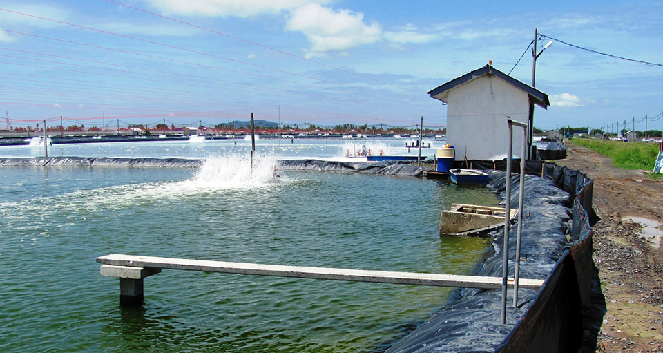 Article image for Biosecurity for shrimp farms