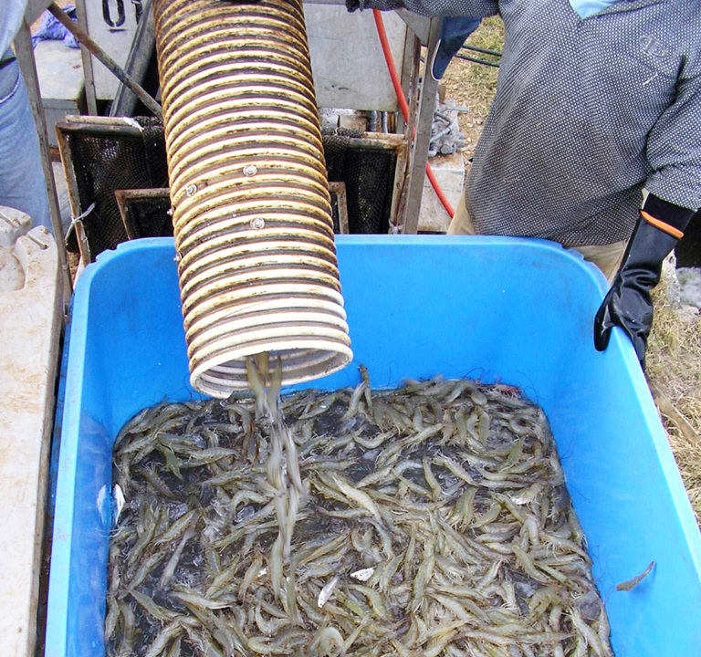 Article image for Panama demo shows botanical extracts improve shrimp productivity