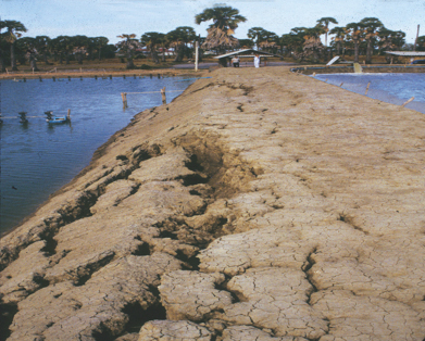 Article image for Erosion, sedimentation in earthen aquaculture ponds