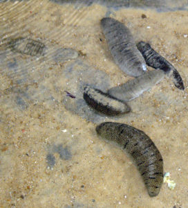 Sandfish, profitable sea cucumbers, also supply bioremediation