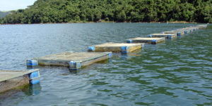 Load models support sustainable aquaculture planning for Brazil’s reservoirs
