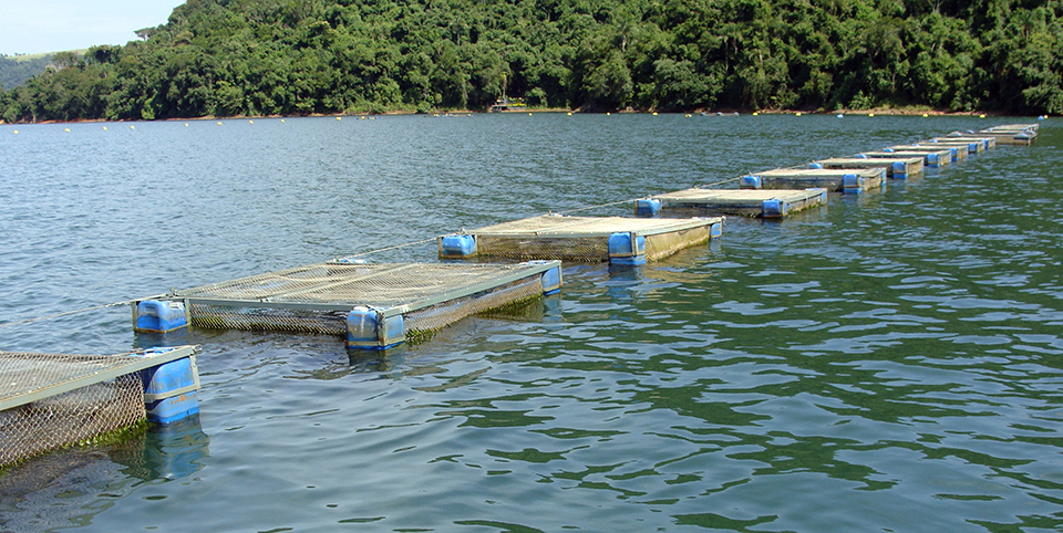 Article image for Load models support sustainable aquaculture planning for Brazil’s reservoirs
