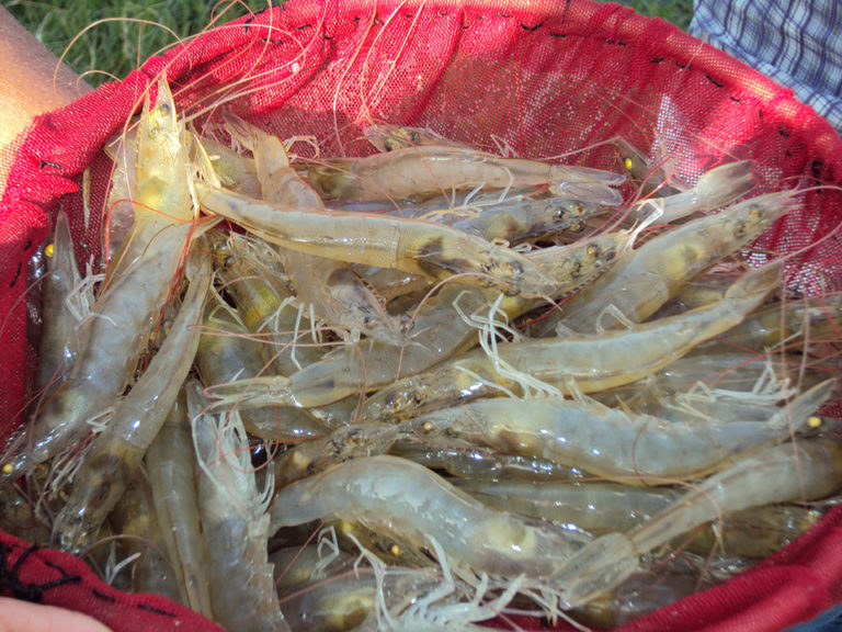 Article image for Shrimp breeding for resistance to Taura Syndrome Virus