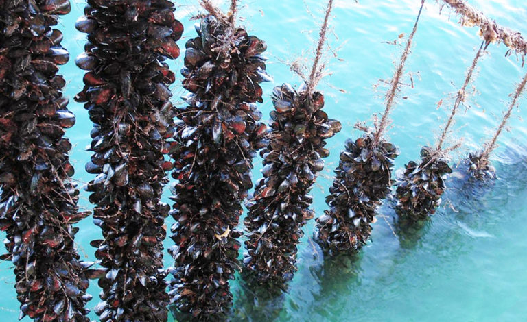 Article image for Mediterranean mussel culture in Greece