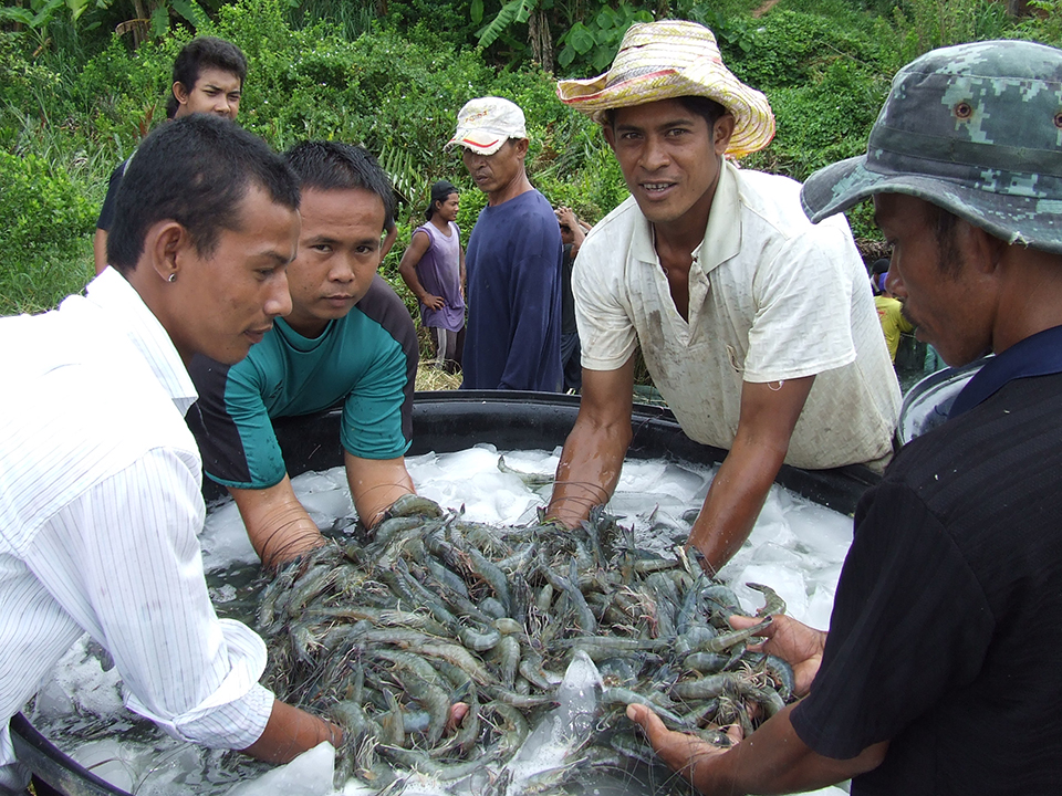 Article image for Blue alternative: High Health introduces SPF blue shrimp to Thailand
