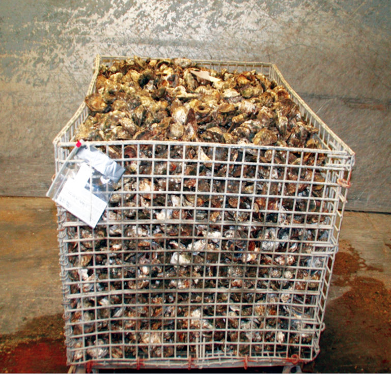 Article image for New approaches can help ensure safety of raw farmed oysters