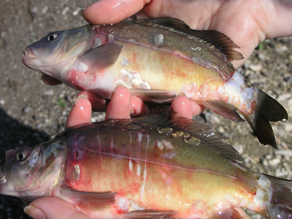 Carp infected with cyprinid herpesvirus