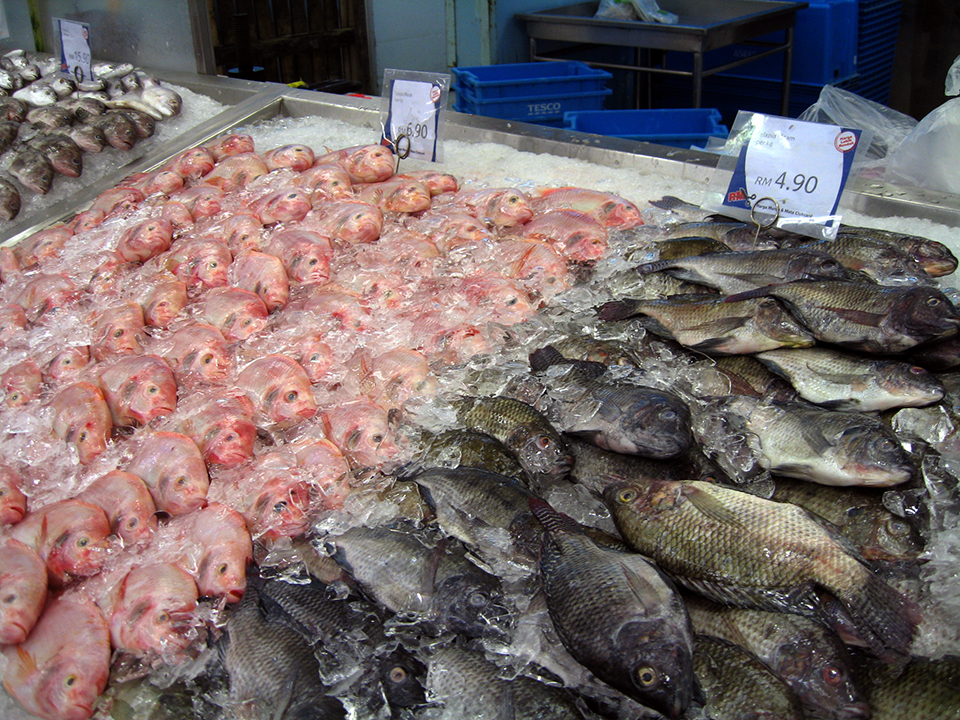 Farmed tilapia net producers of longchain omega fatty acids