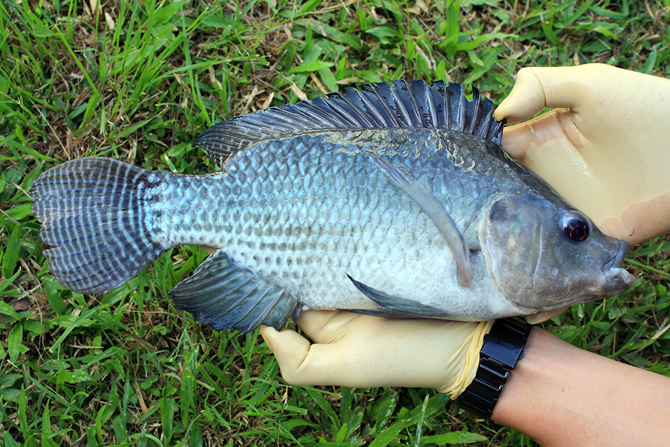 Article image for Farmed tilapia net producers of long-chain omega fatty acids