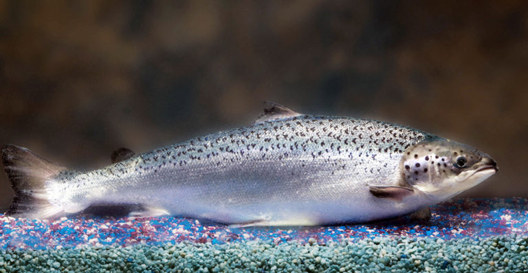 Article image for A brief look at genetically modified salmon