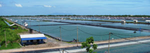 Malaysia shrimp farm redesign successfully combines biosecurity, biofloc technology
