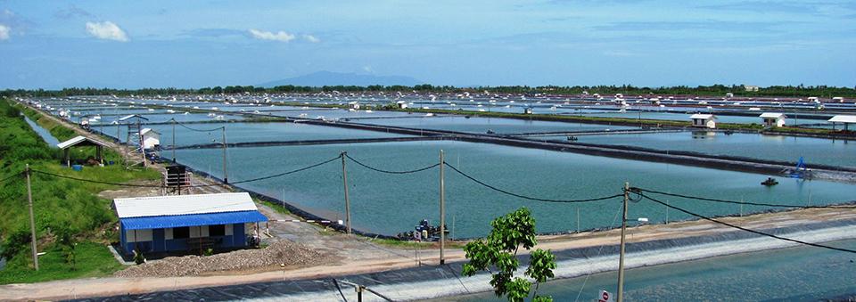 Article image for Malaysia shrimp farm redesign successfully combines biosecurity, biofloc technology