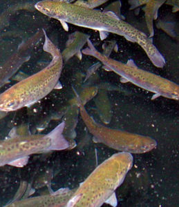 Alternative lipids spare fish oil in rainbow trout feeds