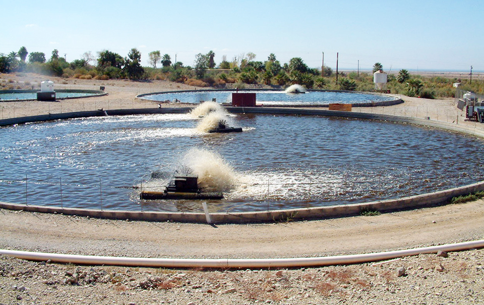 Article image for Tilapia production using biofloc technology