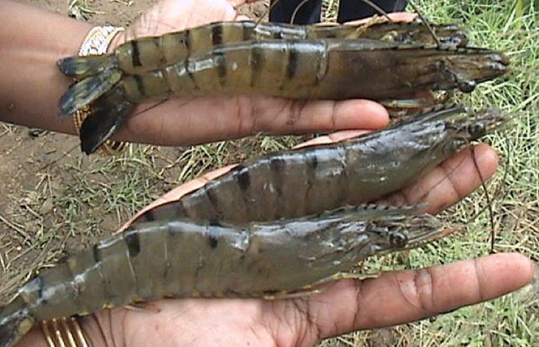 Article image for Red hogweed fights WSSV, promotes growth in tiger shrimp