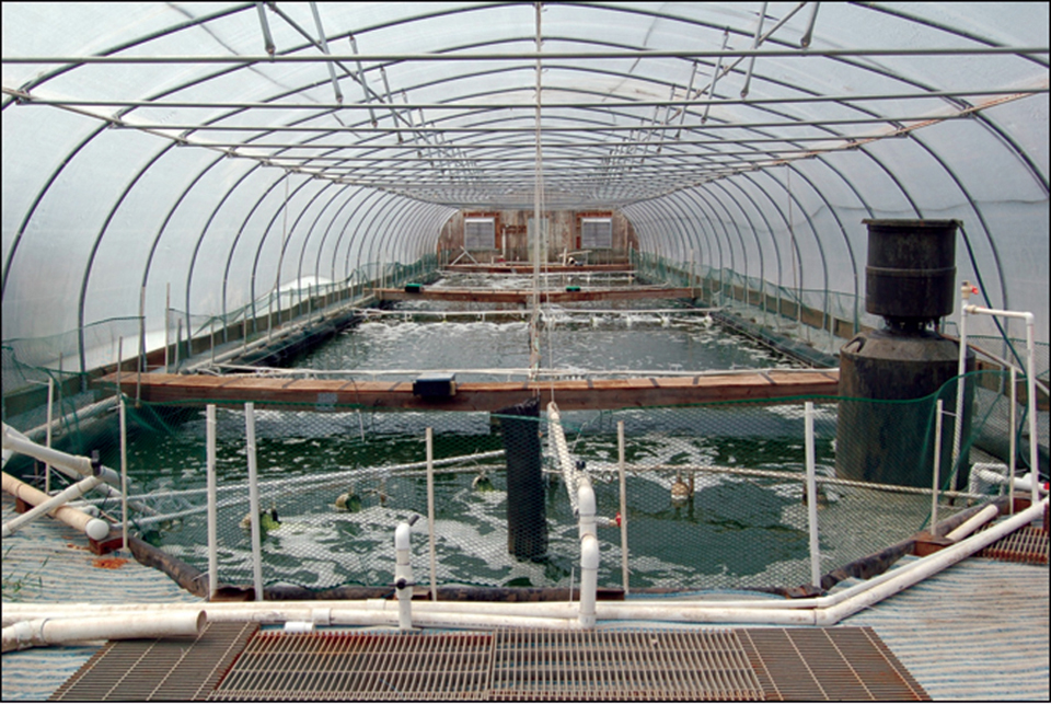 Waddell Mariculture Center continues research on biofloc-based shrimp ...