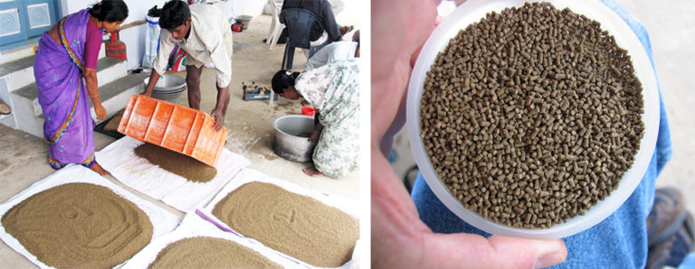 Article image for A look at India’s fish feed industry