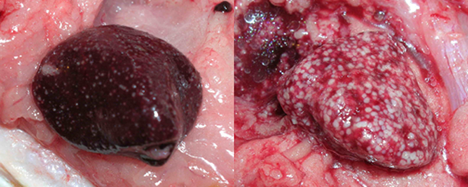 Article image for Bacterial diseases cause granulomas in fish