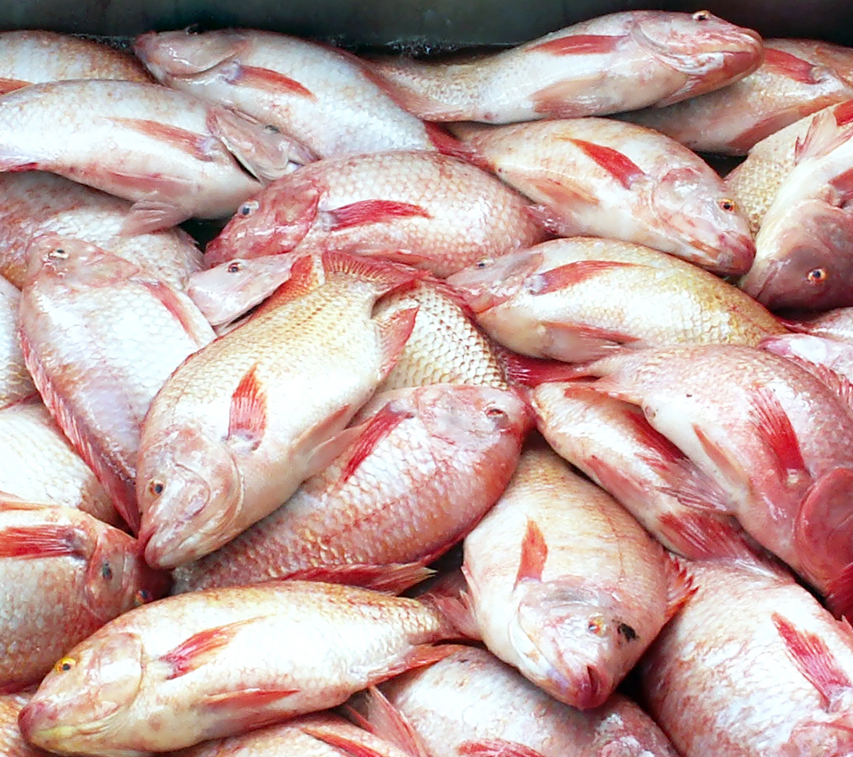 Article image for Tilapia farming faces expansion issues in Thailand