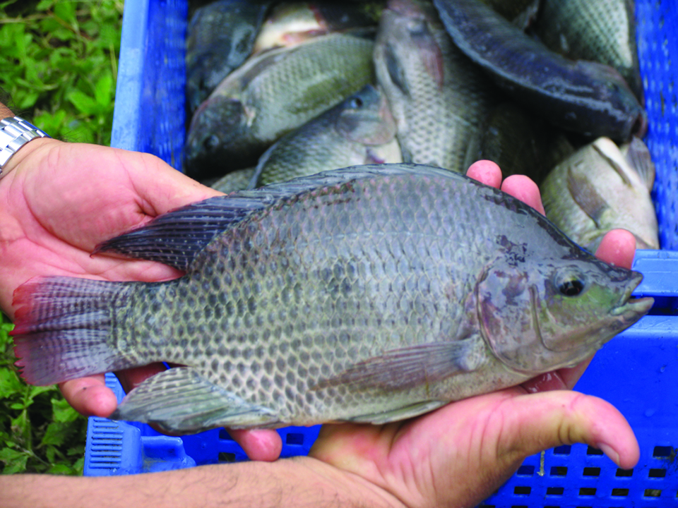 Article image for American fisheries society calls for immediate-release fish sedatives