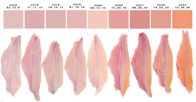 Article image for Photo-based color evaluation can enhance catfish fillets