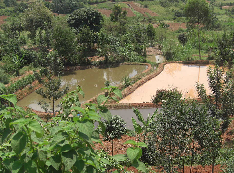 Article image for Uncharted waters: Kenya takes dramatic leap in aquaculture