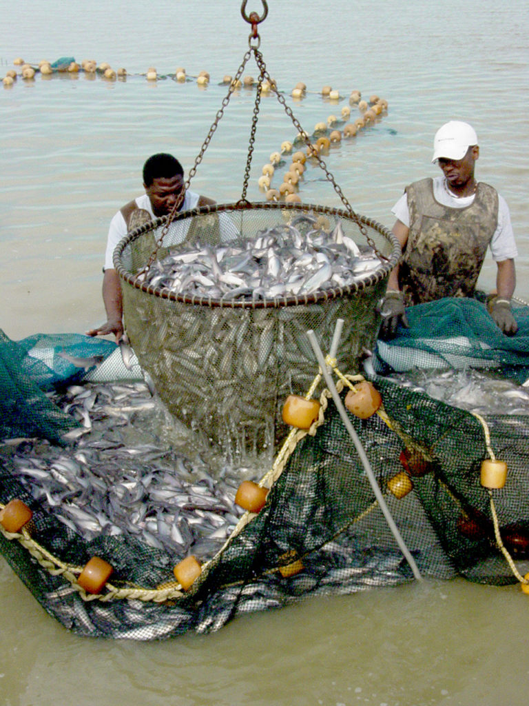 Article image for Common off-flavors in channel catfish following partial pond harvest