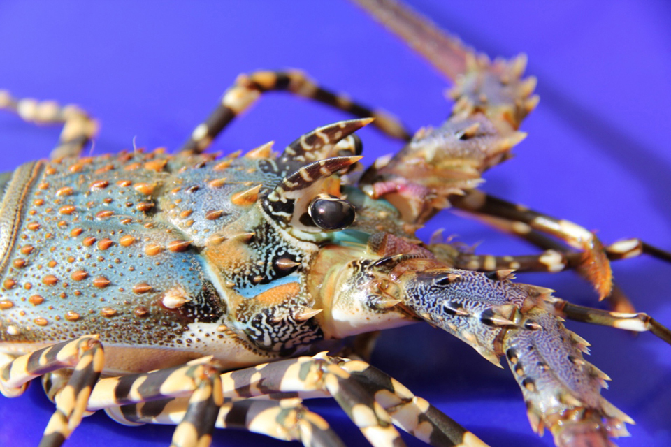 Article image for Hatchery production of spiny lobsters