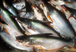 Pangasius