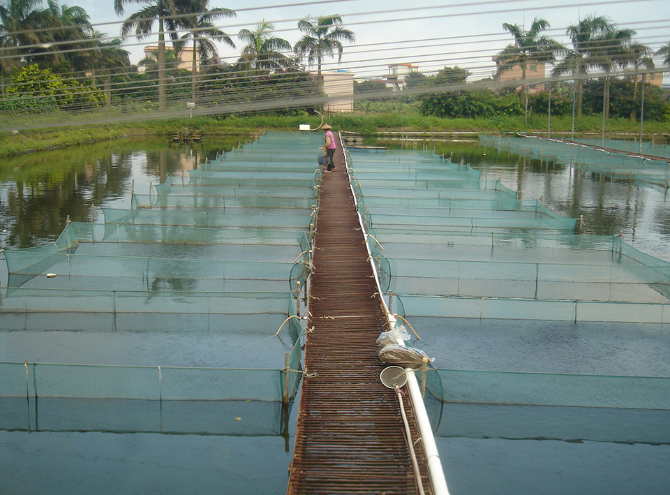 Article image for China’s tilapia germplasm: Chance and challenge